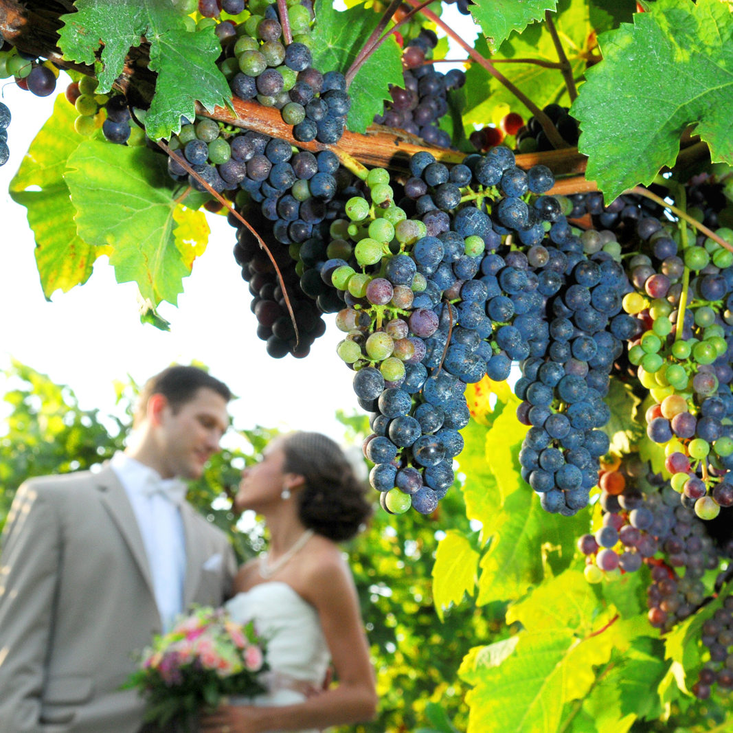 Vineyard Wedding Photography